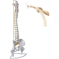 Amazon | monolife 人体模型 脊椎骨盤模型 脊柱 脊髄 背骨 腰椎 模型